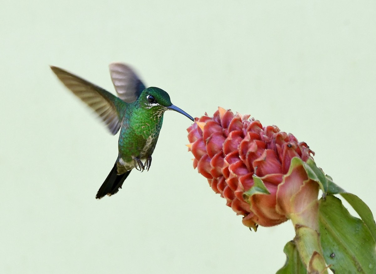 kolibřík subtropický - ML619910058