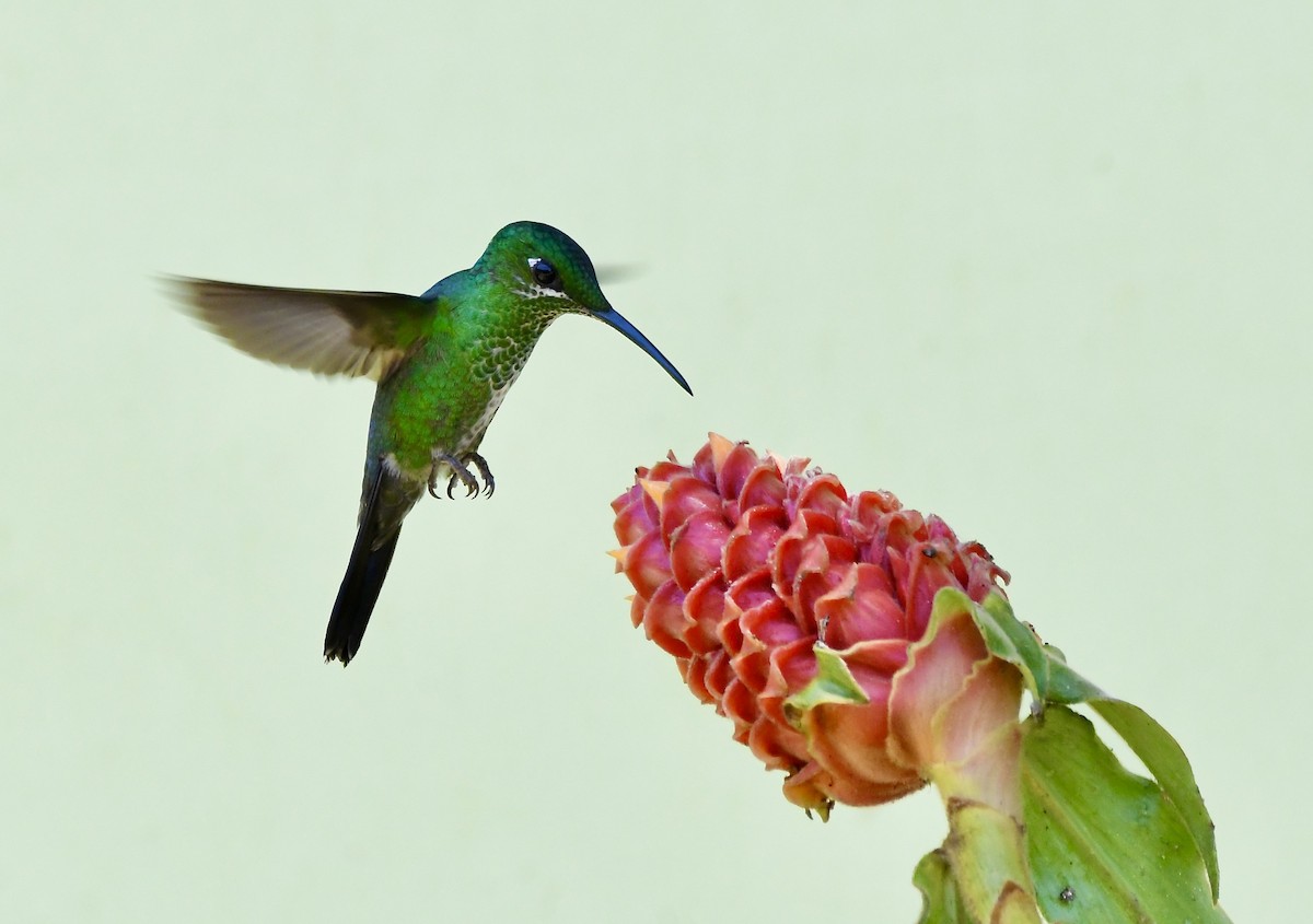 kolibřík subtropický - ML619910059