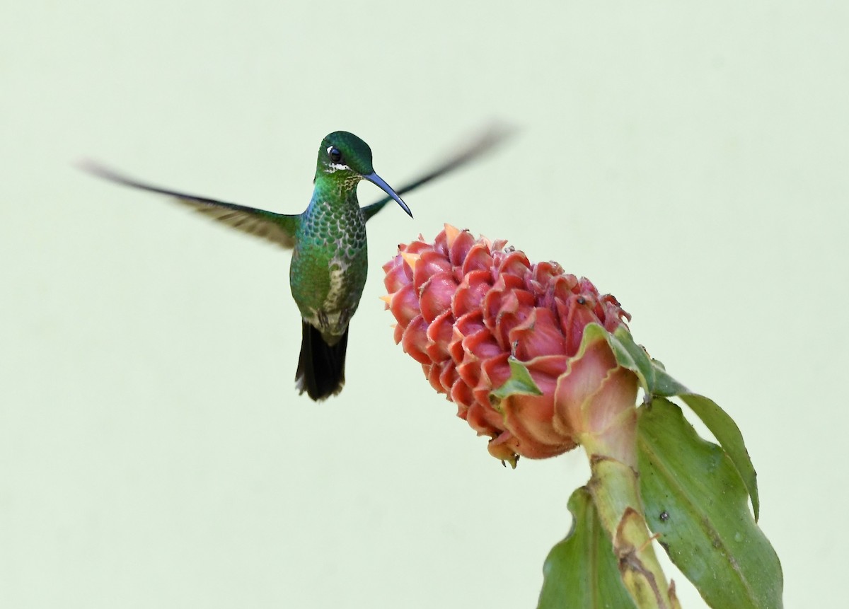 kolibřík subtropický - ML619910061