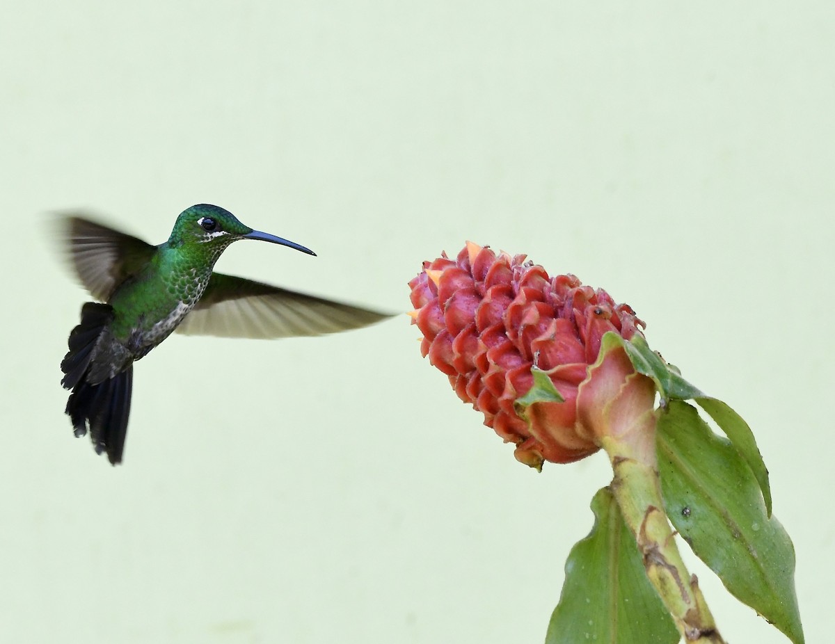 kolibřík subtropický - ML619910062