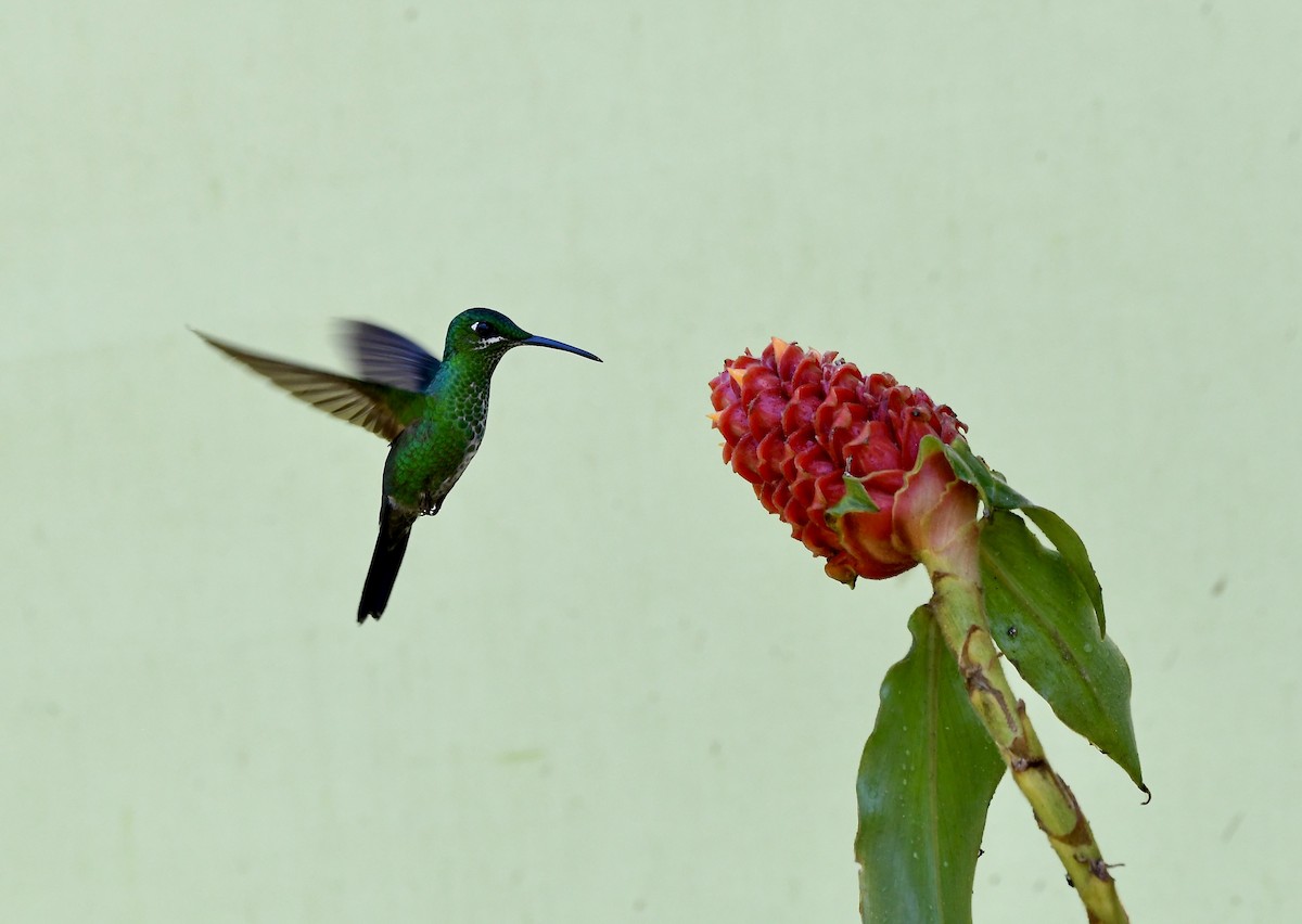 kolibřík subtropický - ML619910063