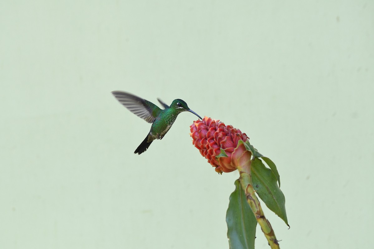 kolibřík subtropický - ML619910064