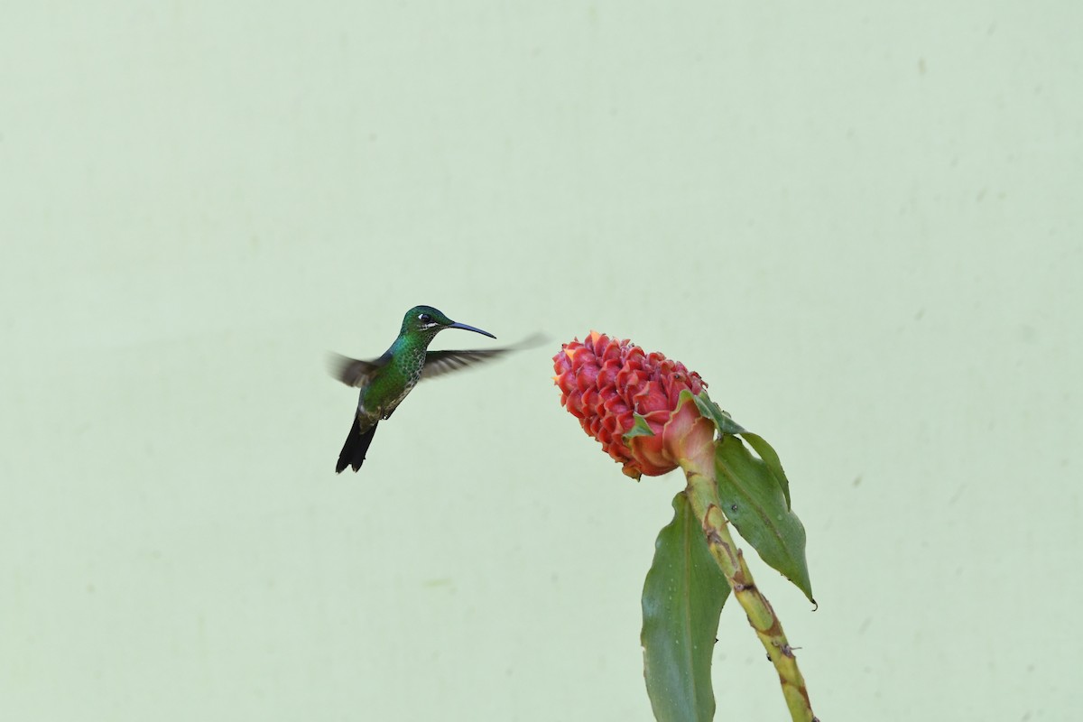 kolibřík subtropický - ML619910067