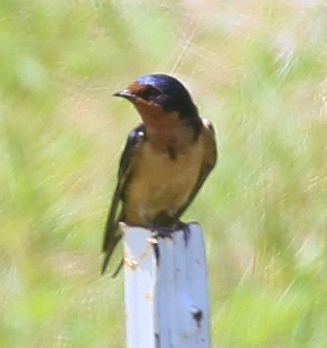 Barn Swallow - ML619910076