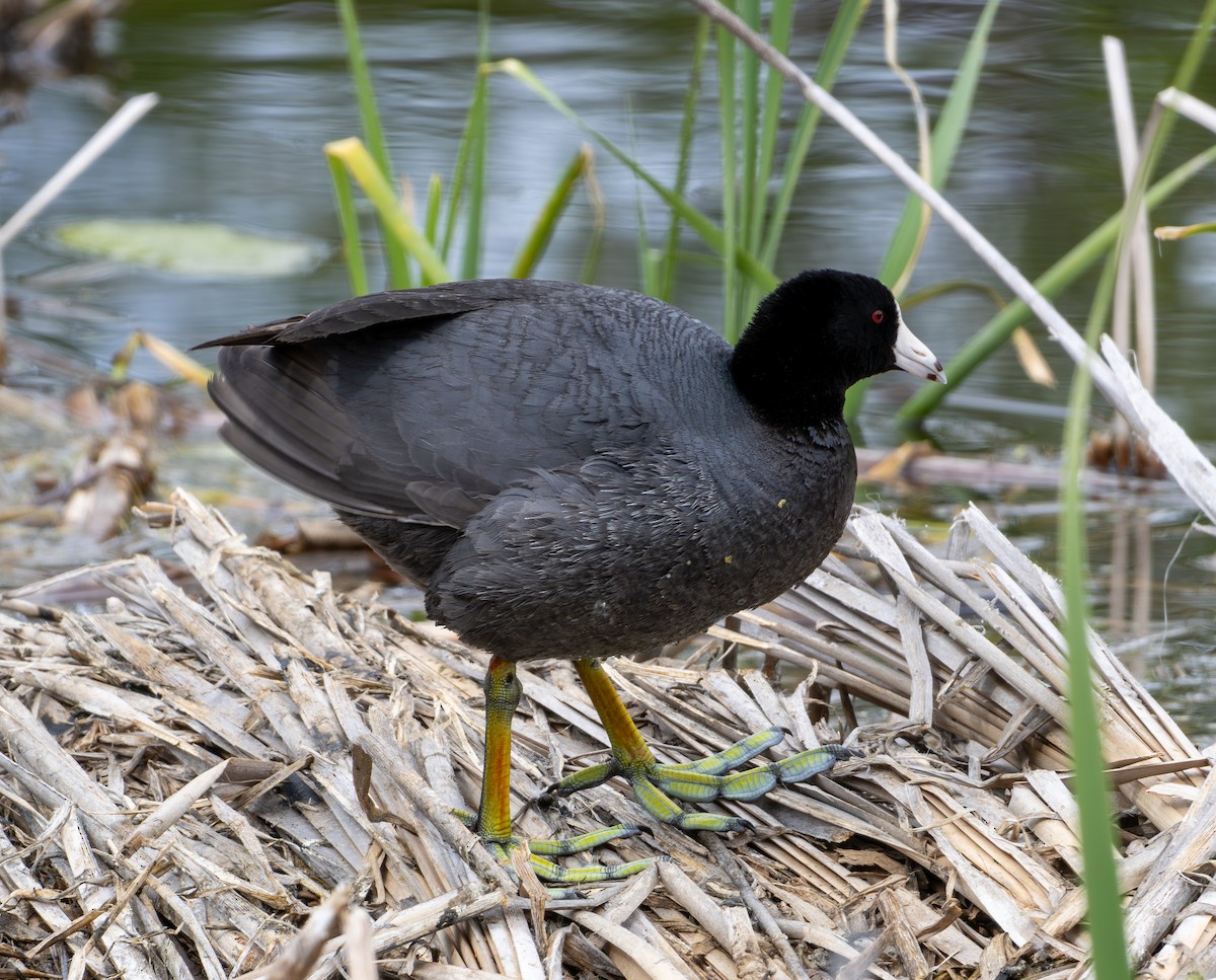 American Coot - ML619910104