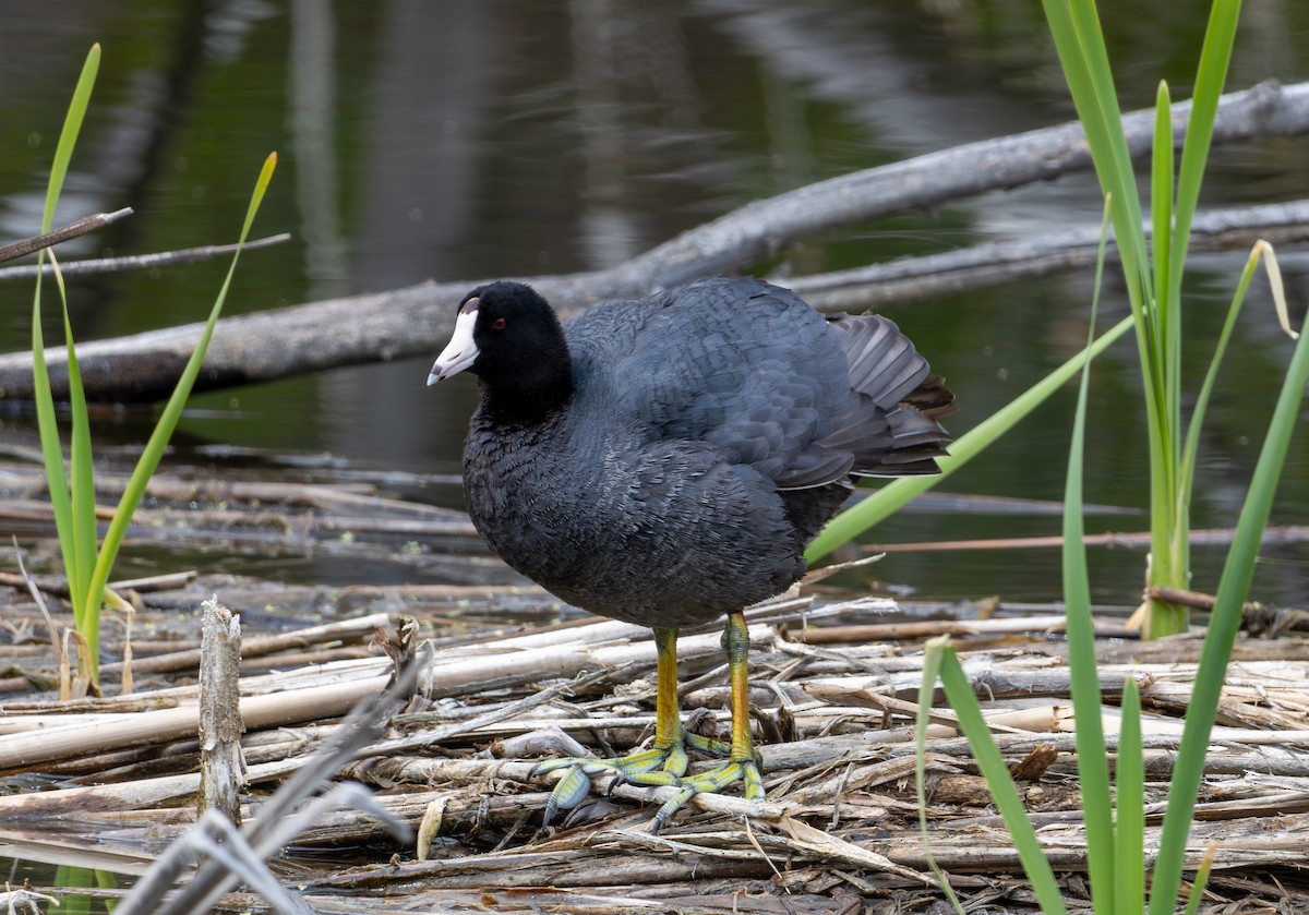 American Coot - ML619910105