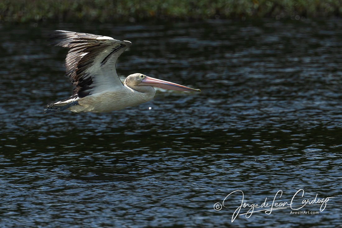 Australian Pelican - ML619910110