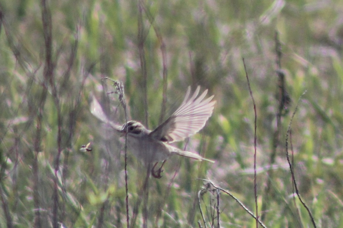 Clay-colored Sparrow - ML619910112