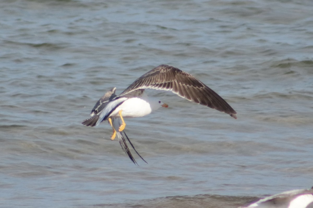 Lesser Black-backed Gull - ML619910132