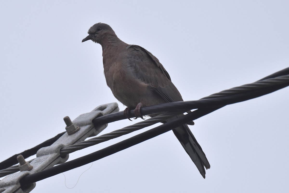 Spotted Dove - ML619910148