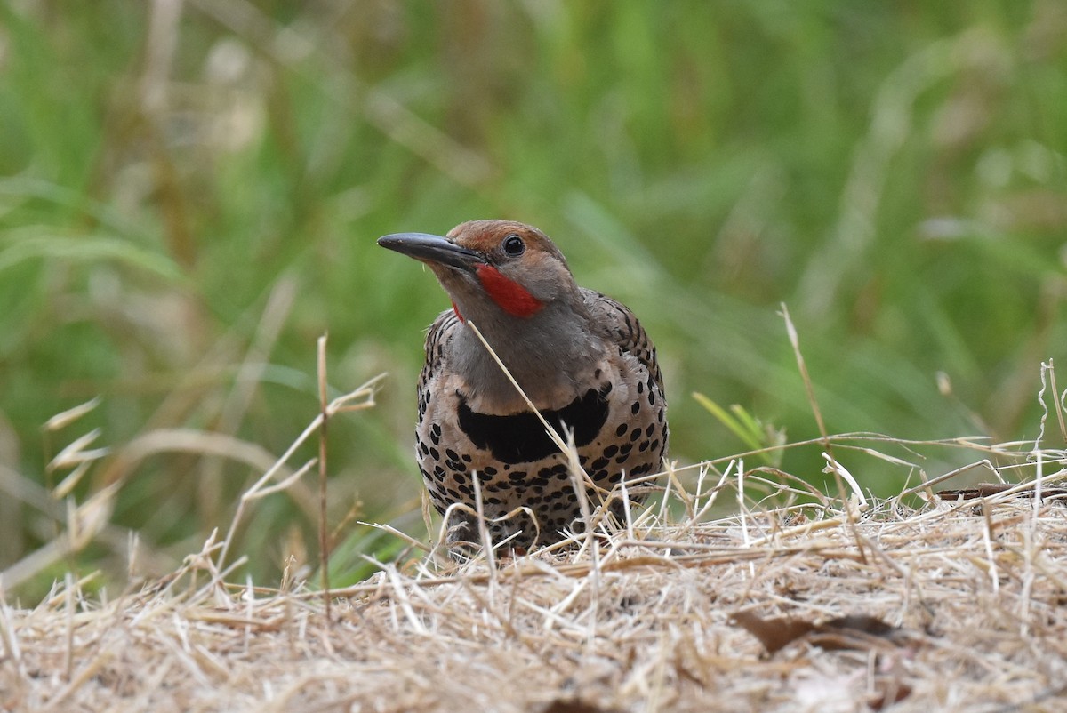 Northern Flicker (Red-shafted) - ML619910156