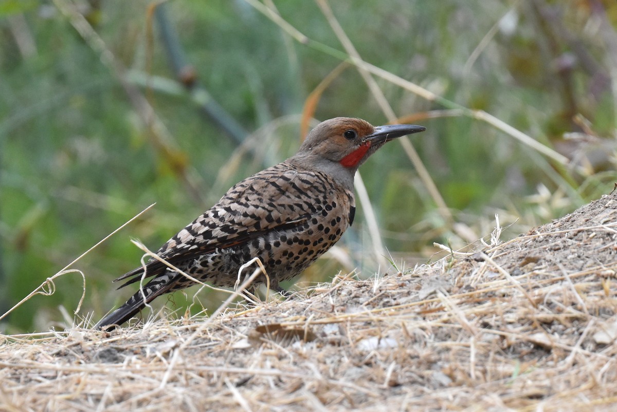 Northern Flicker (Red-shafted) - ML619910157