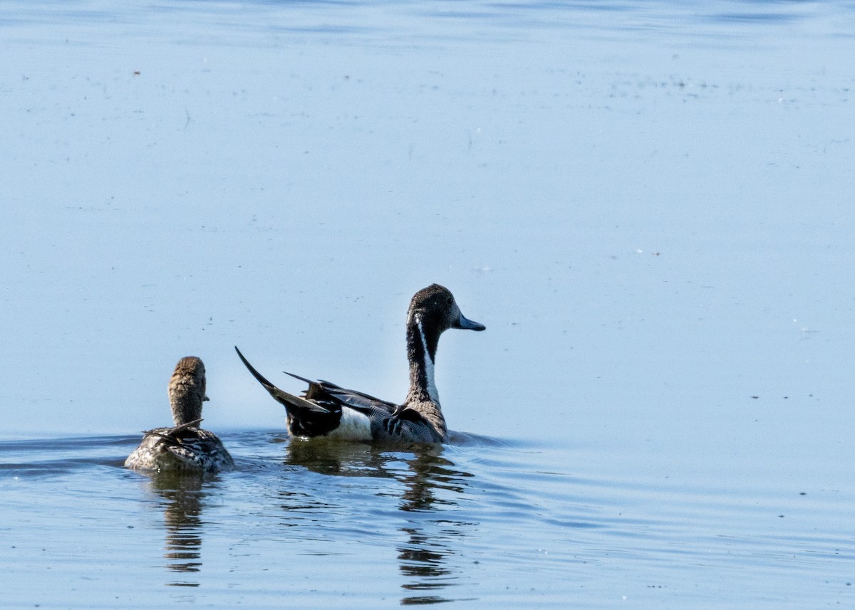 Northern Pintail - ML619910159