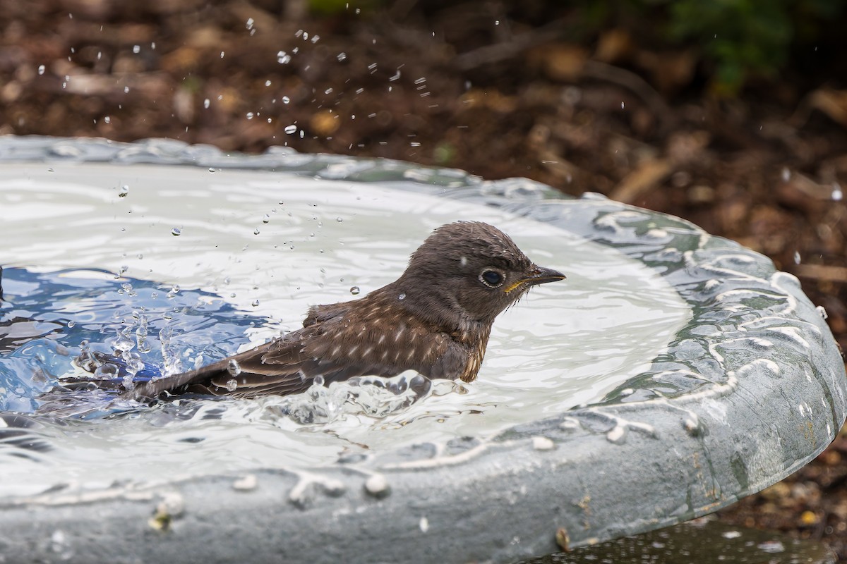 Western Bluebird - ML619910167