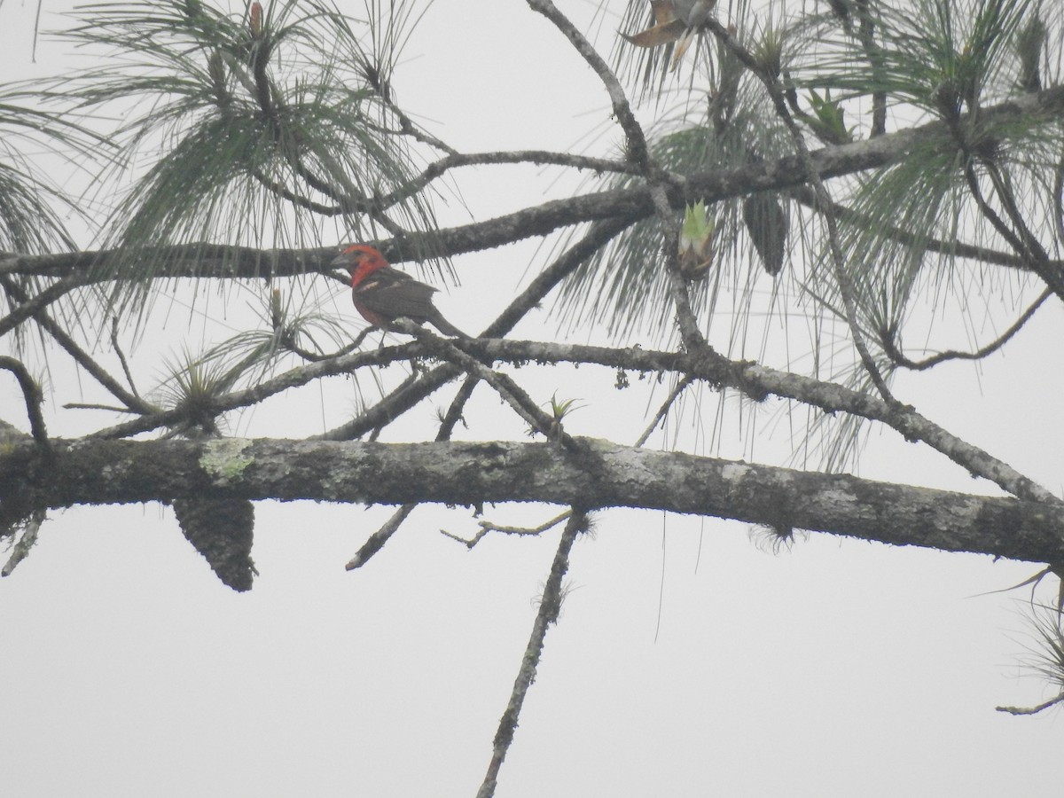 Flame-colored Tanager - ML619910168
