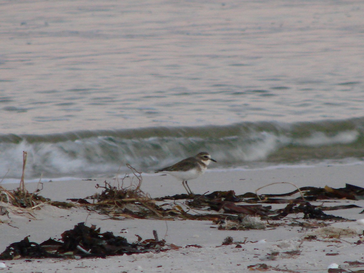 Double-banded Plover - ML619910171