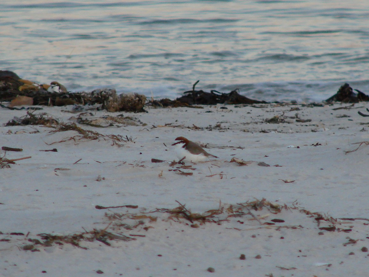 Red-capped Plover - ML619910176