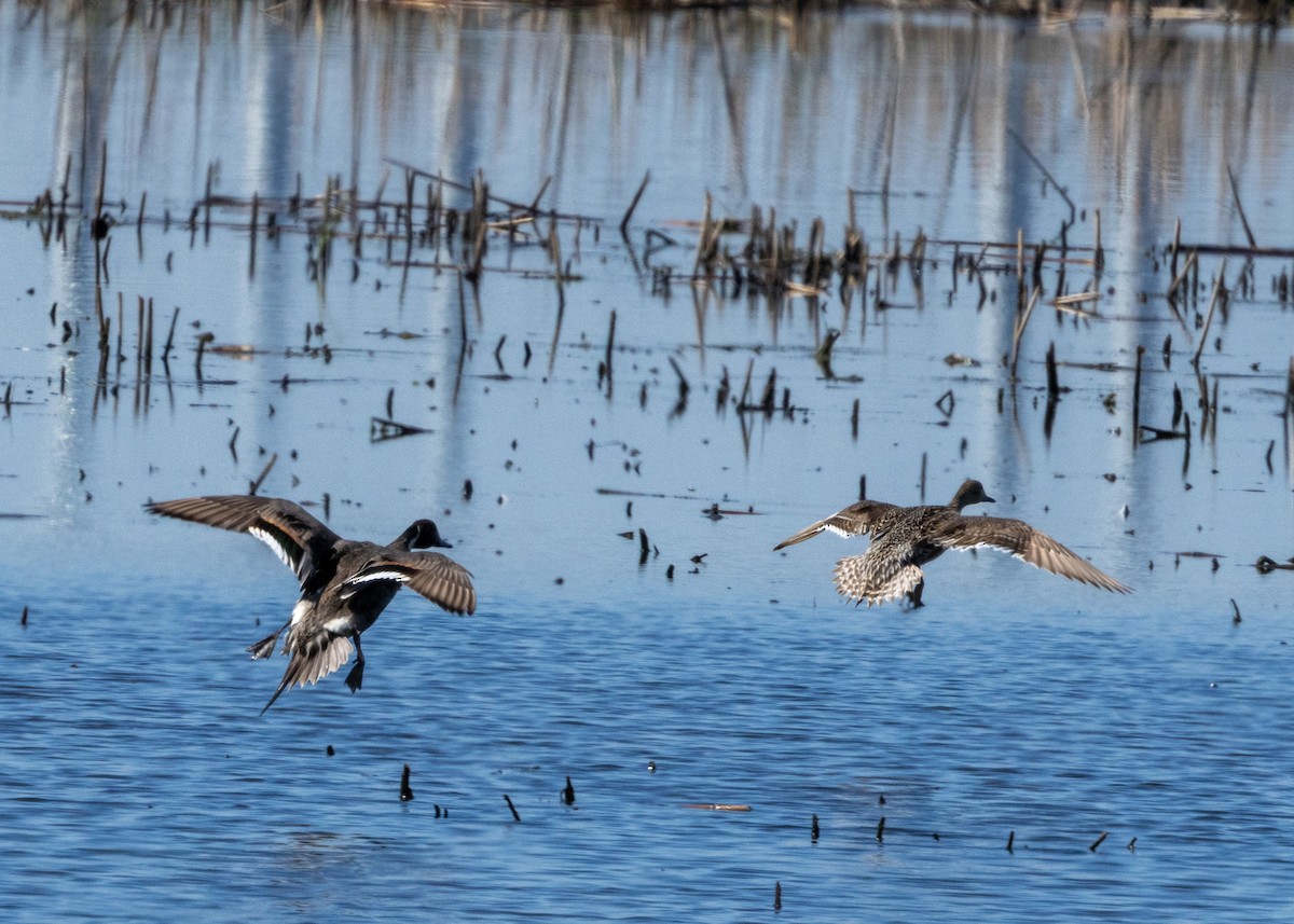 Northern Pintail - ML619910177