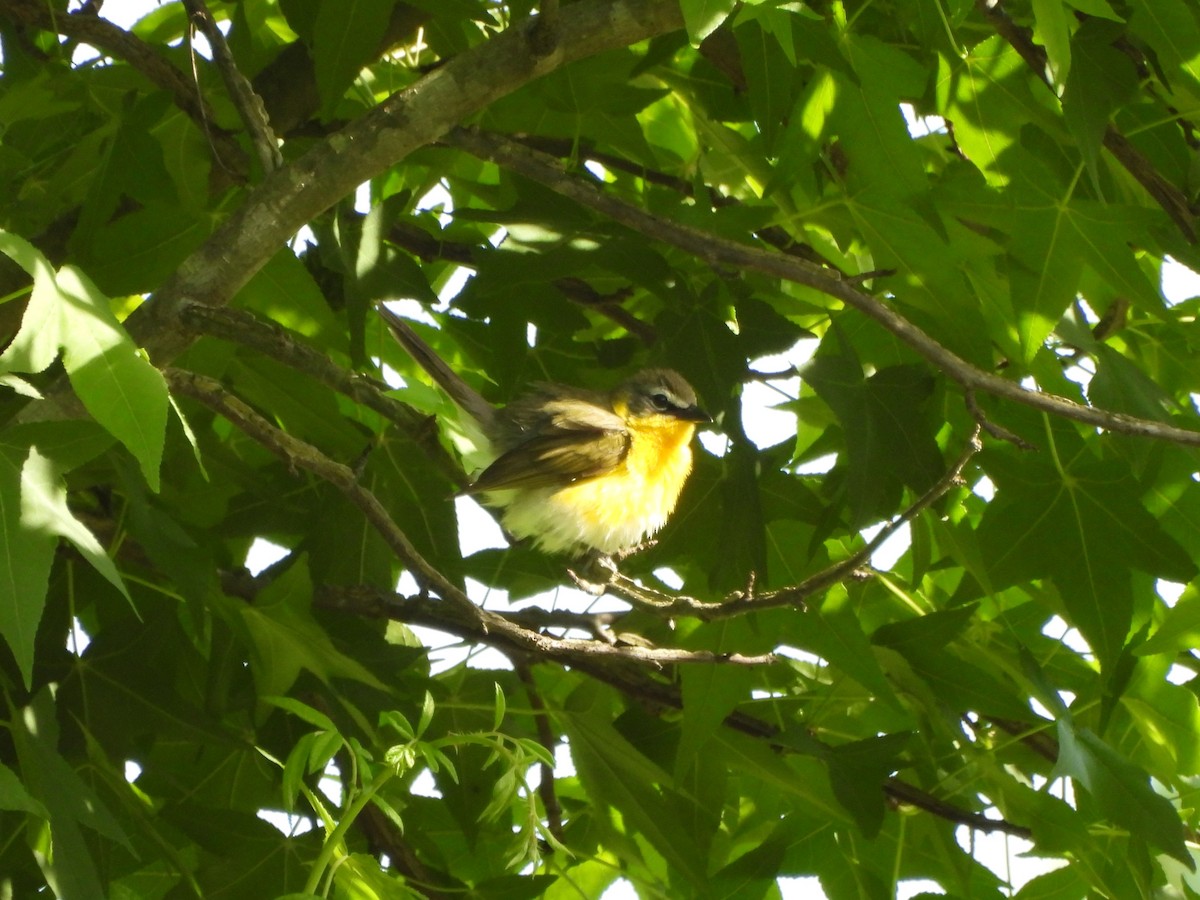 Yellow-breasted Chat - ML619910179