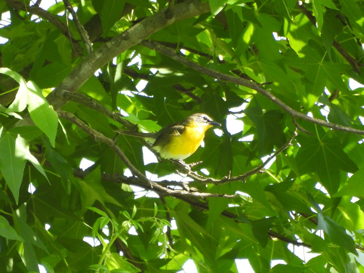 Yellow-breasted Chat - ML619910181