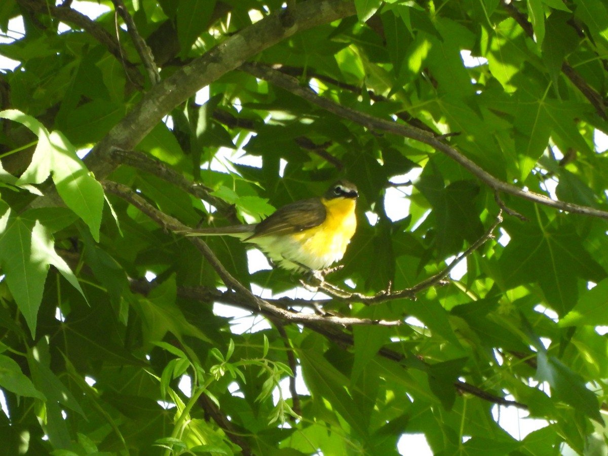 Yellow-breasted Chat - ML619910183