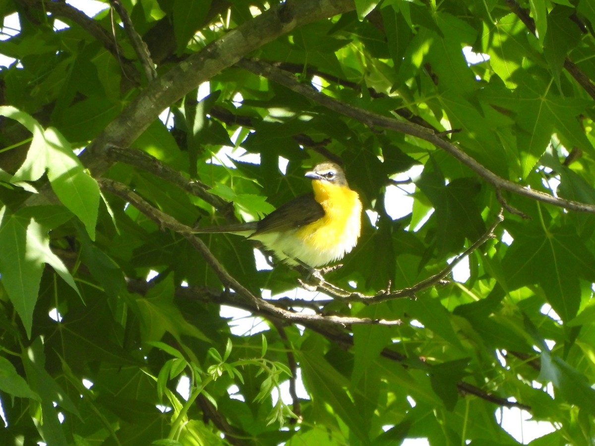 Yellow-breasted Chat - ML619910184