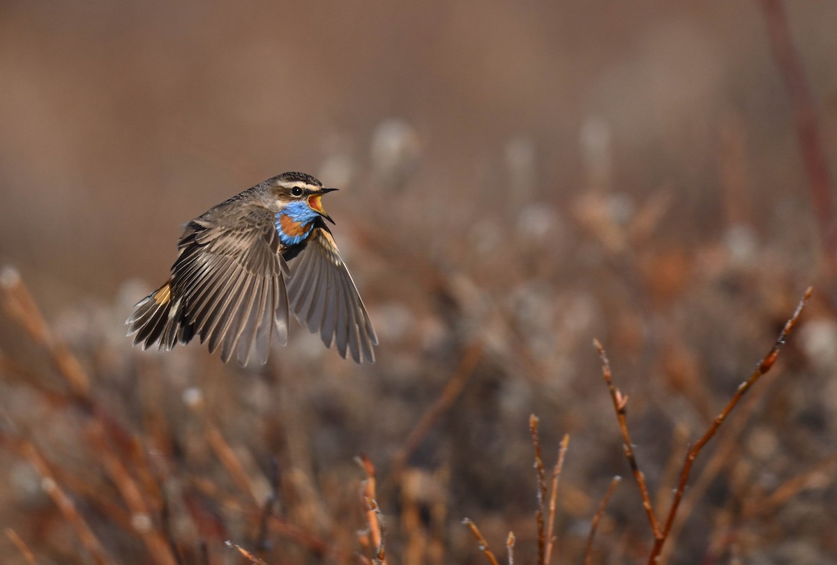 Bluethroat - ML619910224