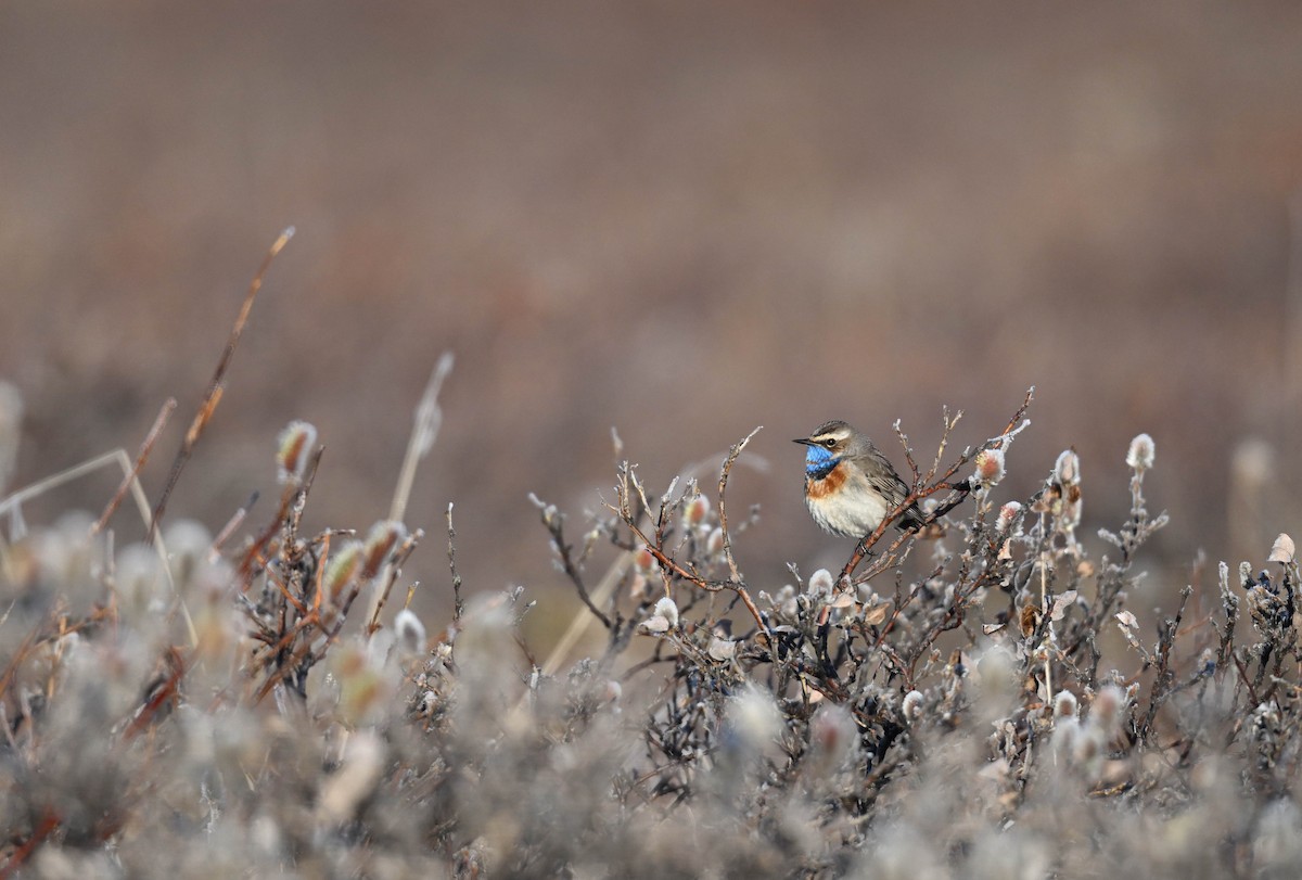 Bluethroat - Seth Beaudreault