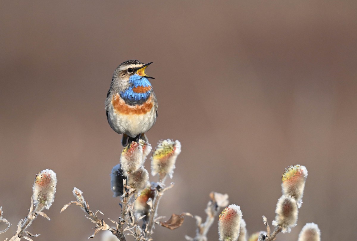 Blaukehlchen - ML619910226