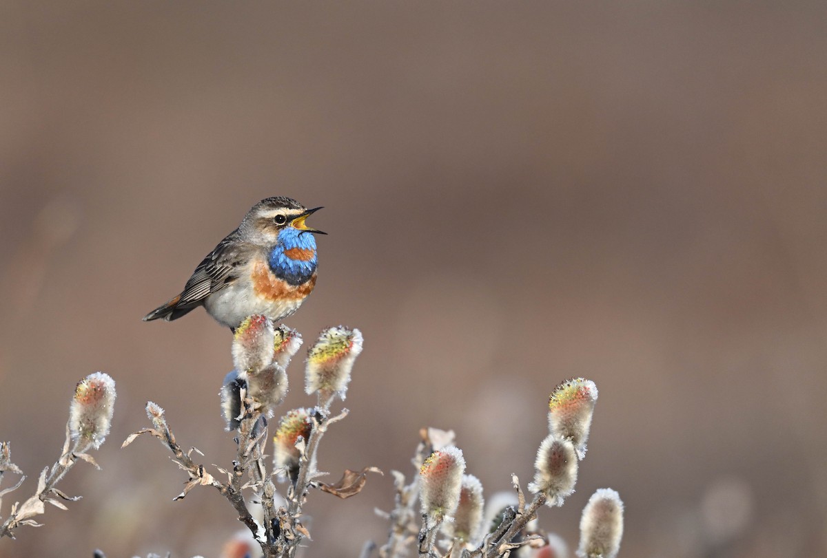 Bluethroat - ML619910229