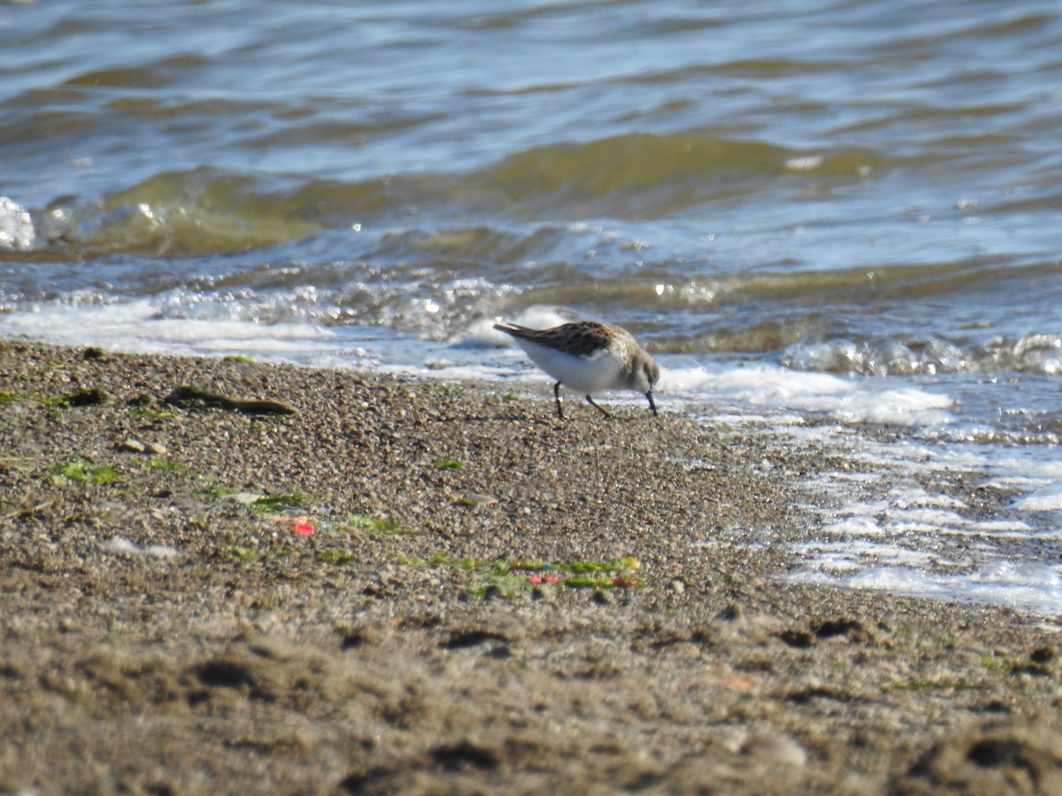 Semipalmated Sandpiper - ML619910231