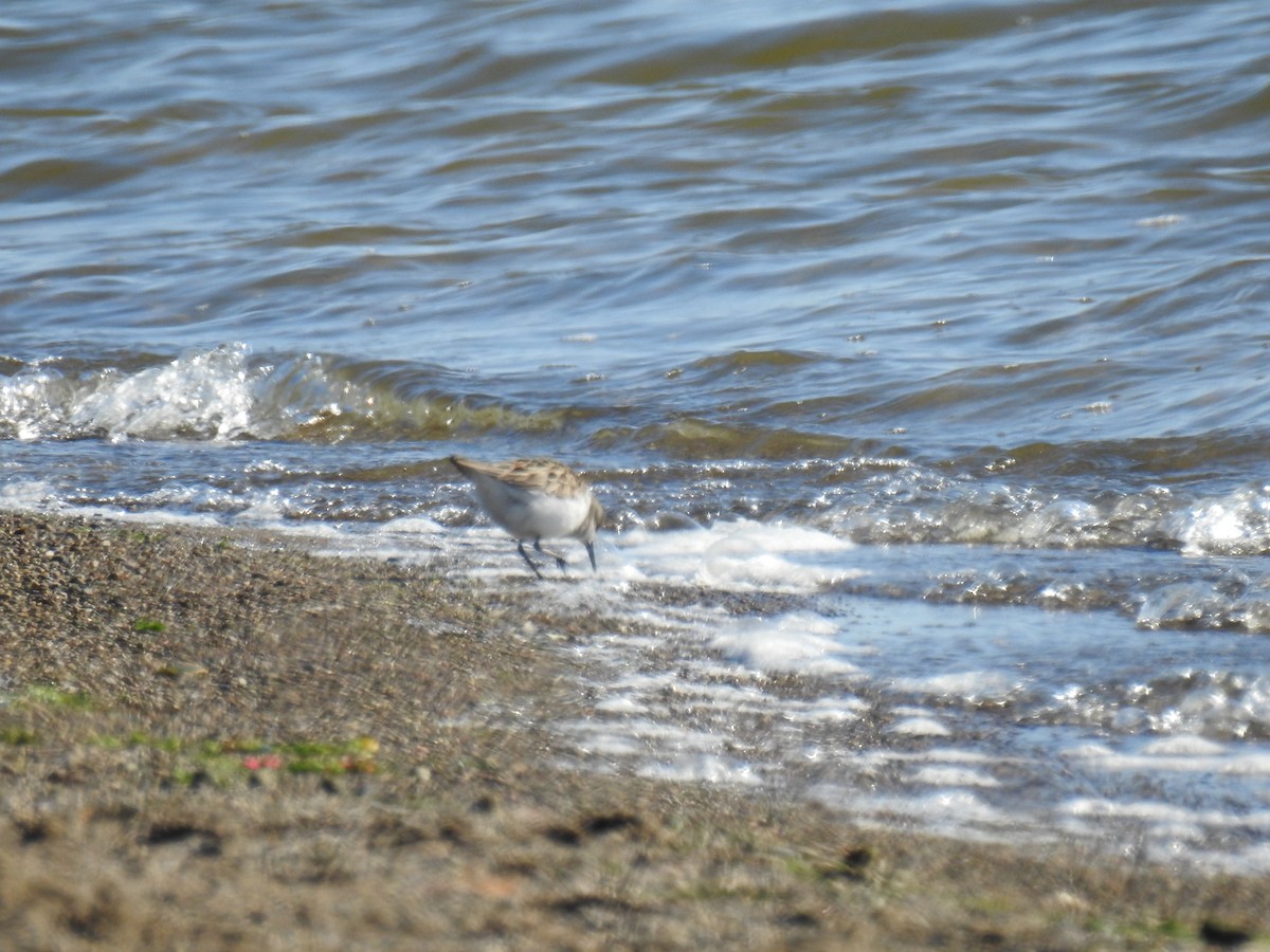 Semipalmated Sandpiper - ML619910234