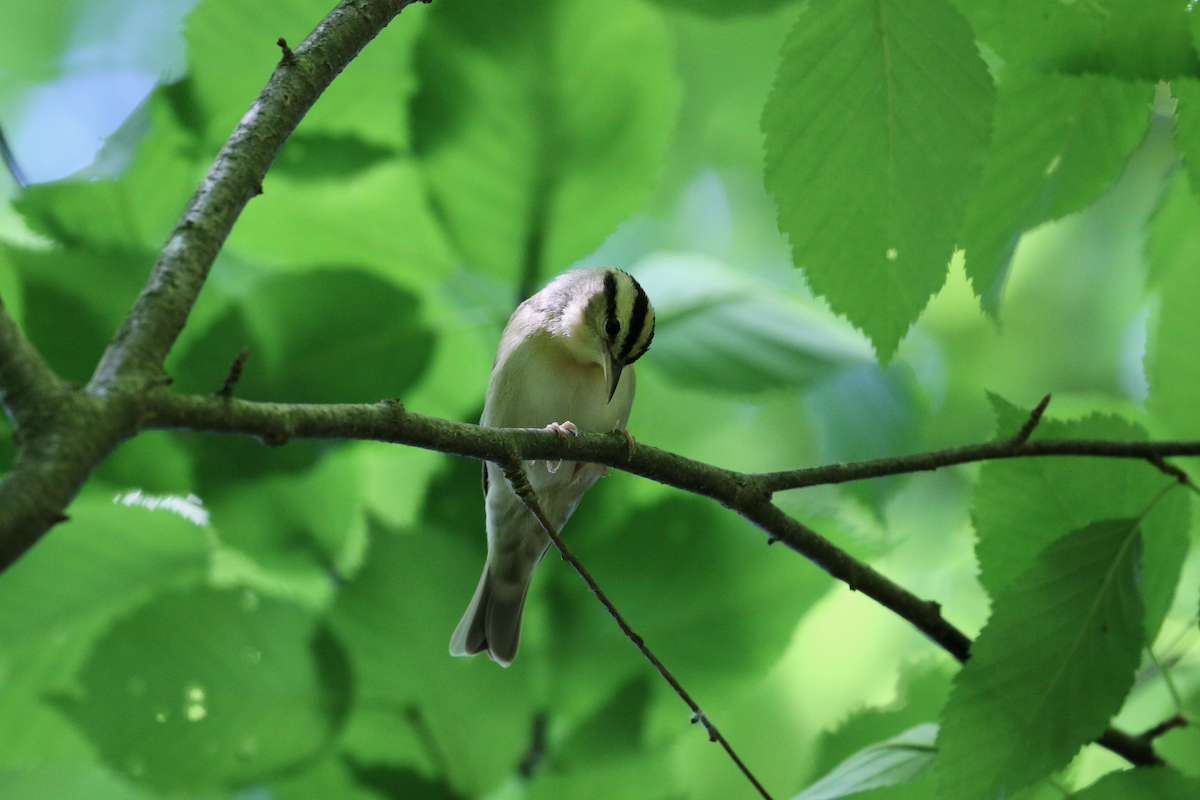 Worm-eating Warbler - ML619910241