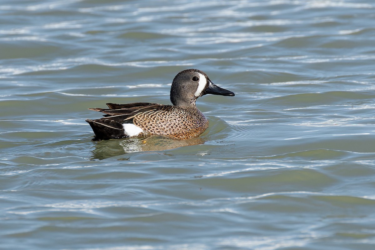 Blue-winged Teal - ML619910246