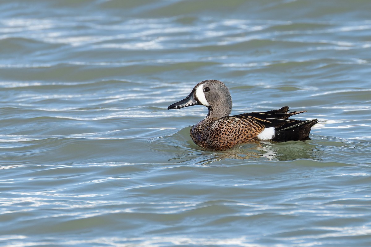 Blue-winged Teal - ML619910247