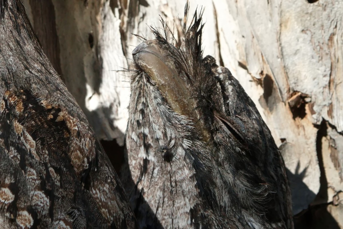 Tawny Frogmouth - ML619910251