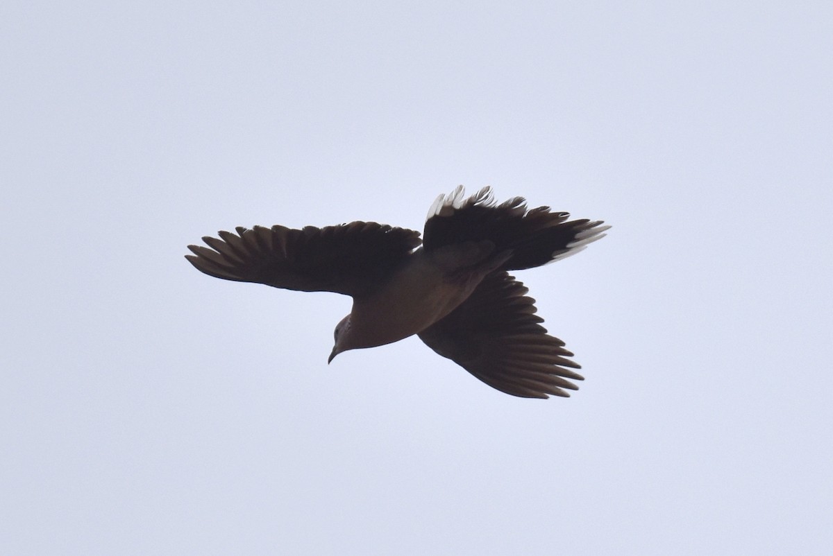Spotted Dove - ML619910252