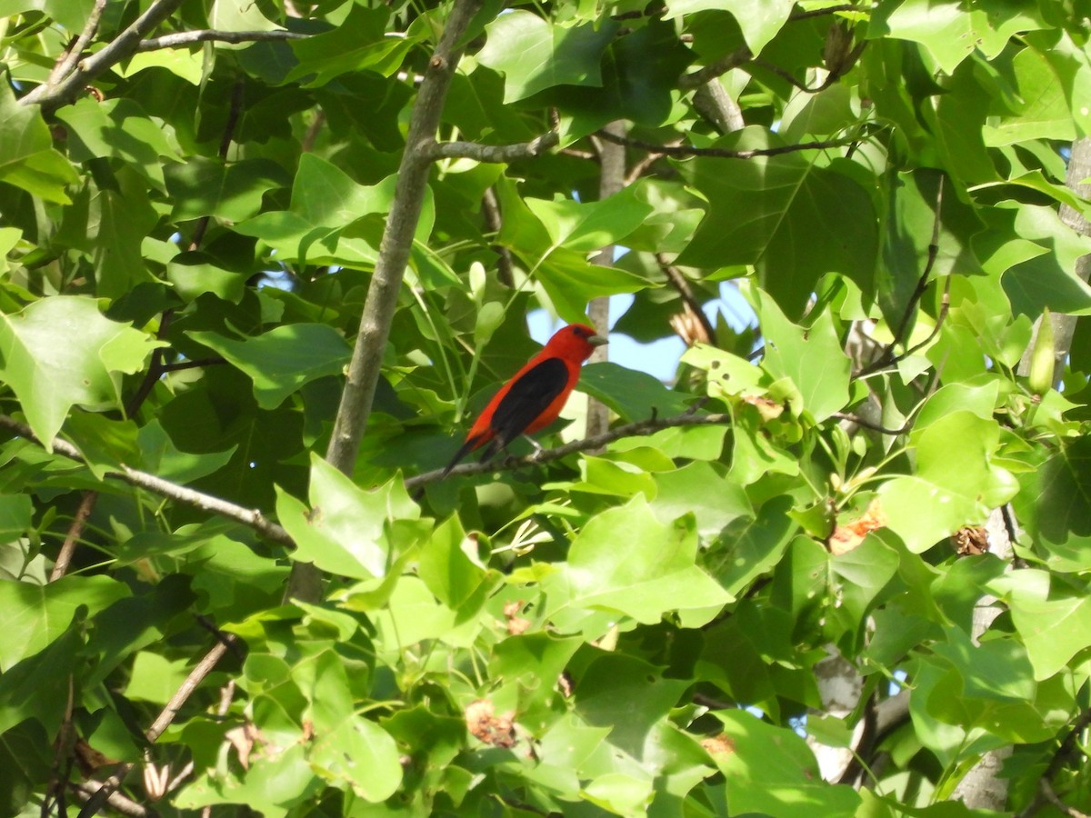 Scarlet Tanager - ML619910261