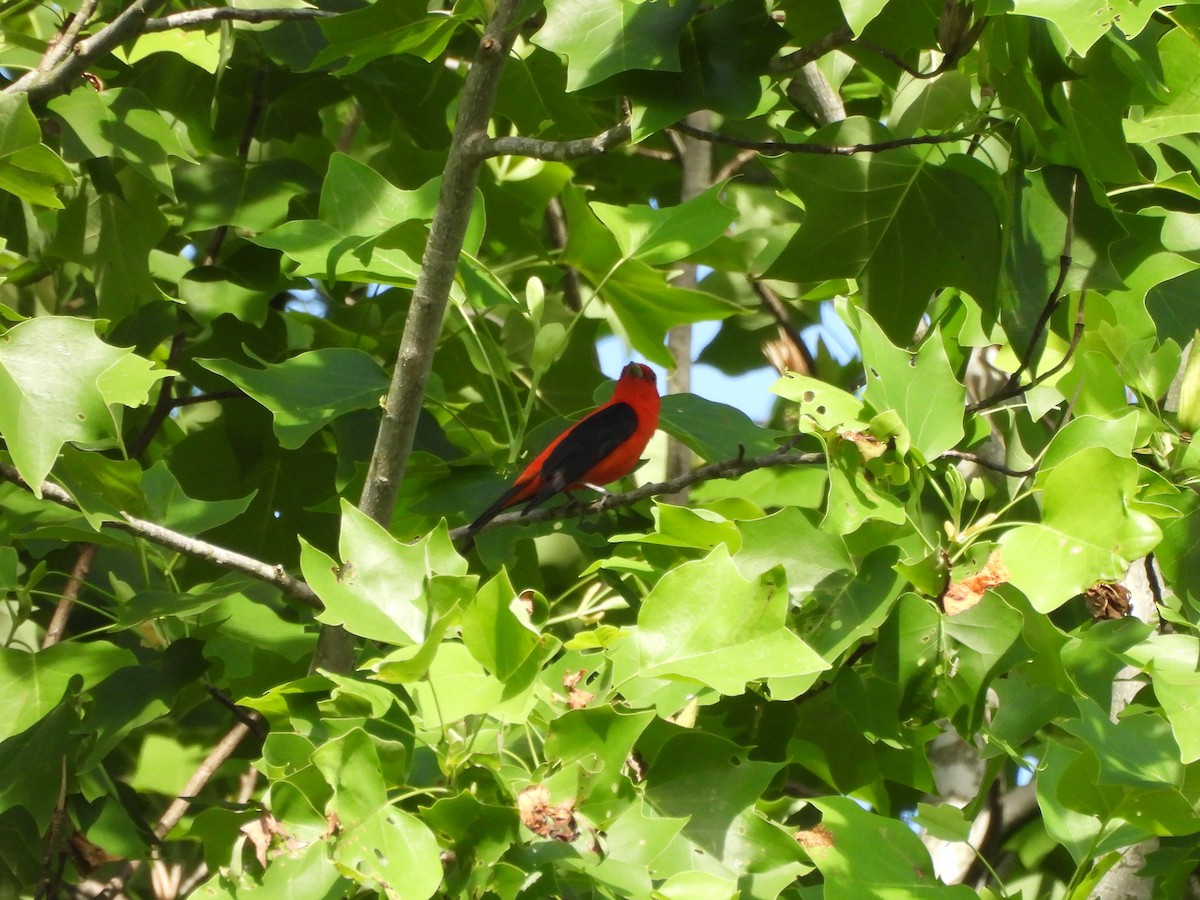 Scarlet Tanager - ML619910262