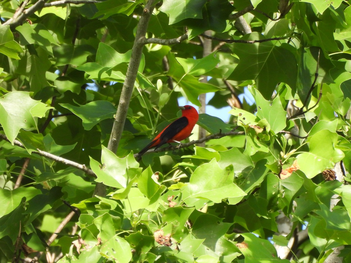 Scarlet Tanager - ML619910263