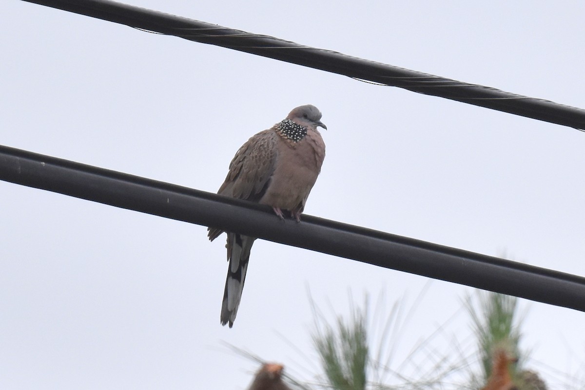 Spotted Dove - ML619910280