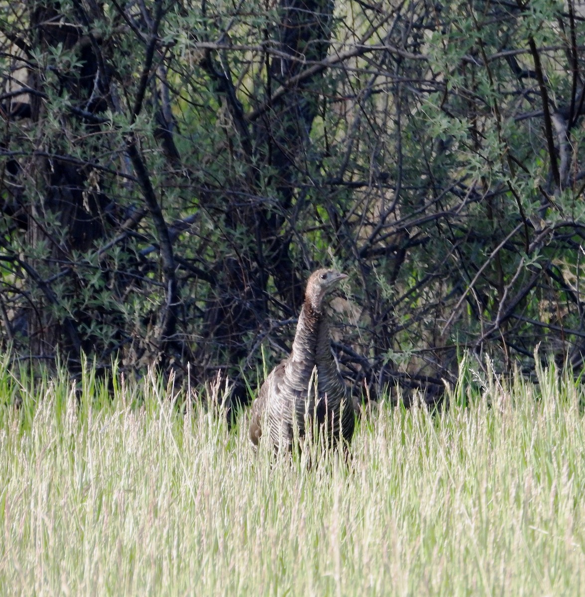 Wild Turkey - ML619910283