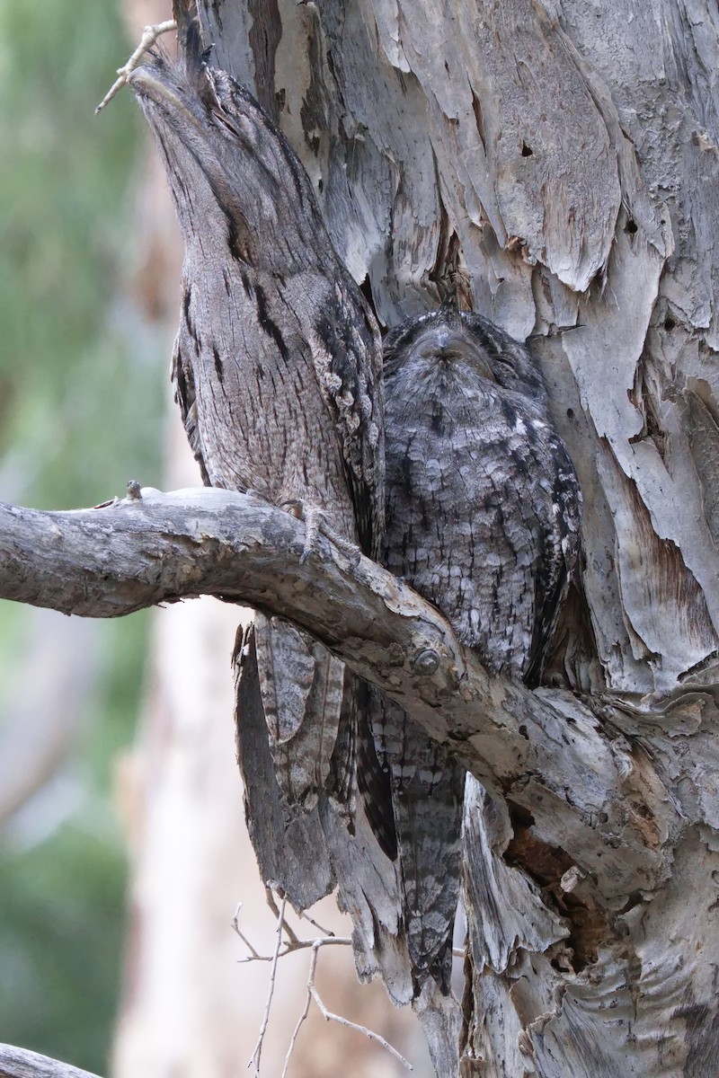 Tawny Frogmouth - ML619910288