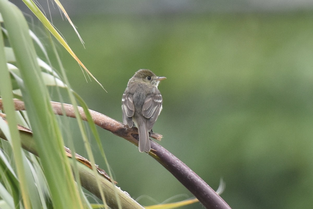 Western Flycatcher (Pacific-slope) - ML619910305