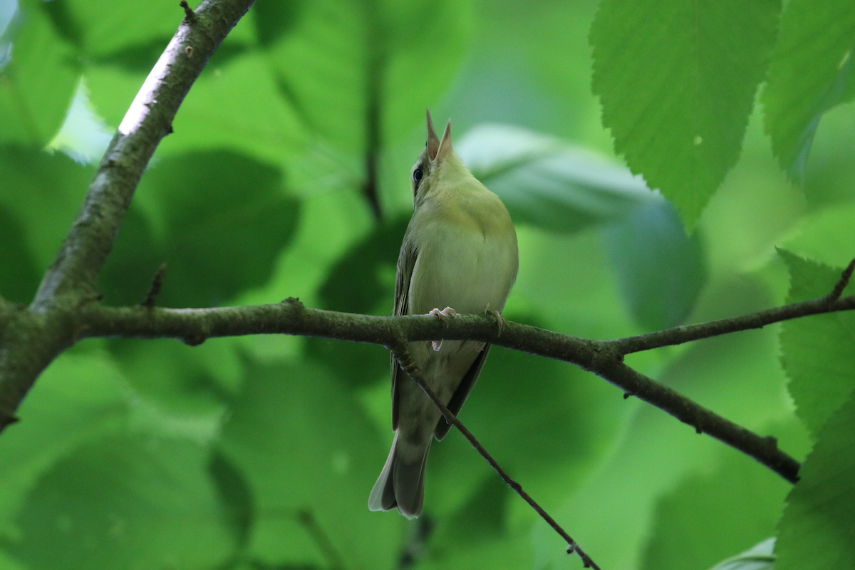 Worm-eating Warbler - ML619910317