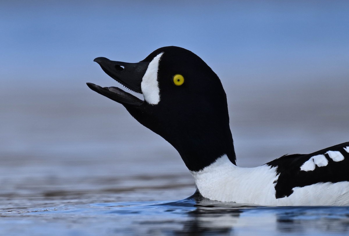 Barrow's Goldeneye - ML619910352