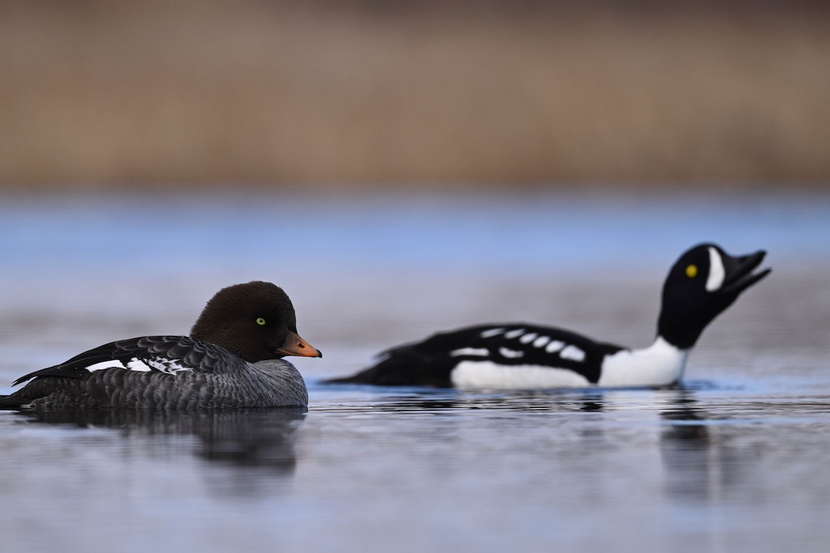 Barrow's Goldeneye - ML619910356