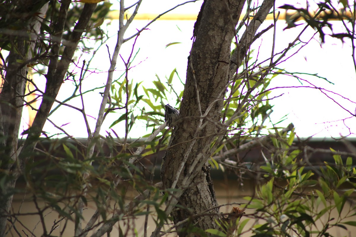 Black-and-white Warbler - ML619910362