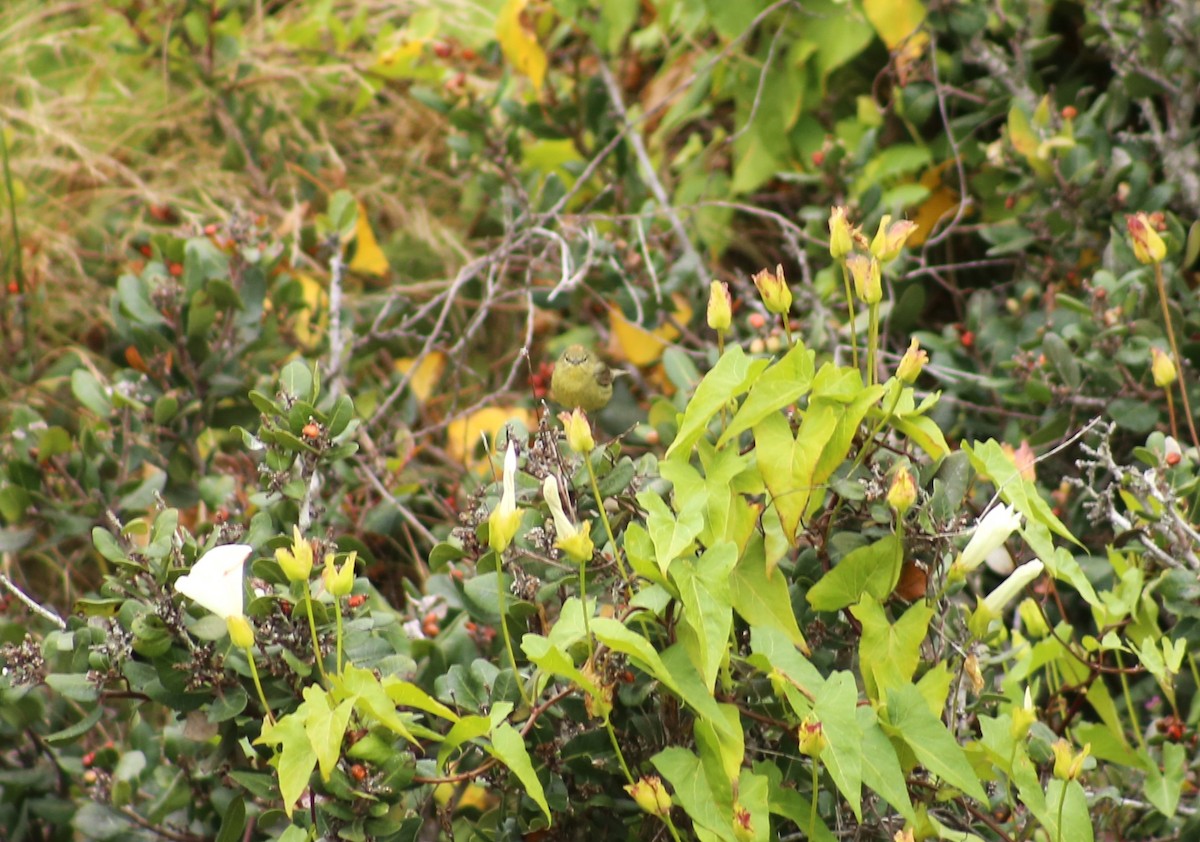 Orange-crowned Warbler - ML619910367