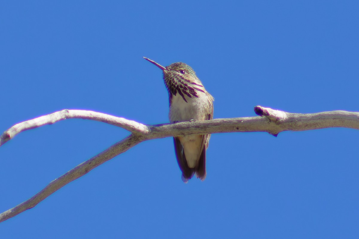 Calliope Hummingbird - ML619910374
